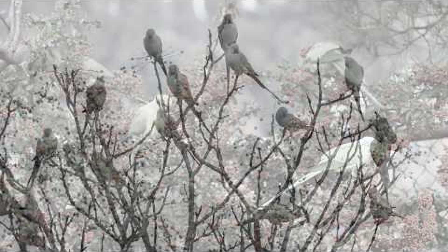 Parrot Christmas Count - Χριστουγεννιάτικη Απογραφή Ψιττακών