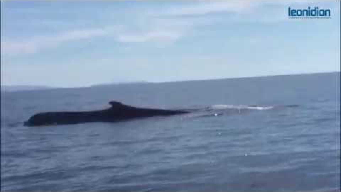 Τραυματισμένη φάλαινα εμφανίστηκε στο Λεωνίδιο