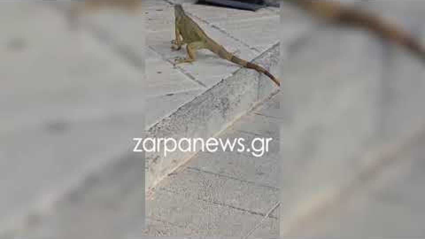 Τεράστιο ιγκουάνα έκανε βόλτα στο κέντρο των Χανίων