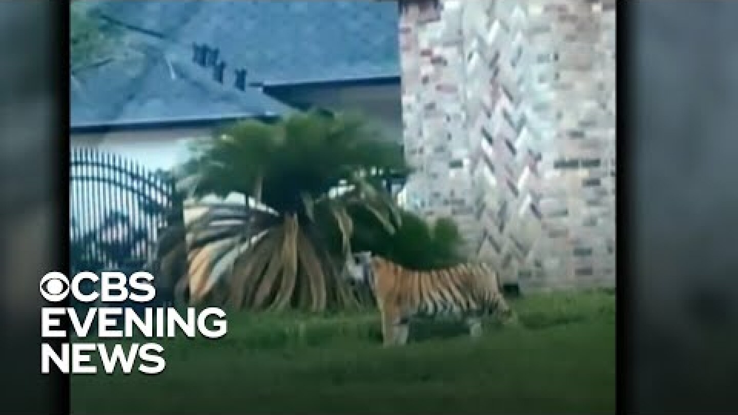 Tiger found roaming Houston neighborhood