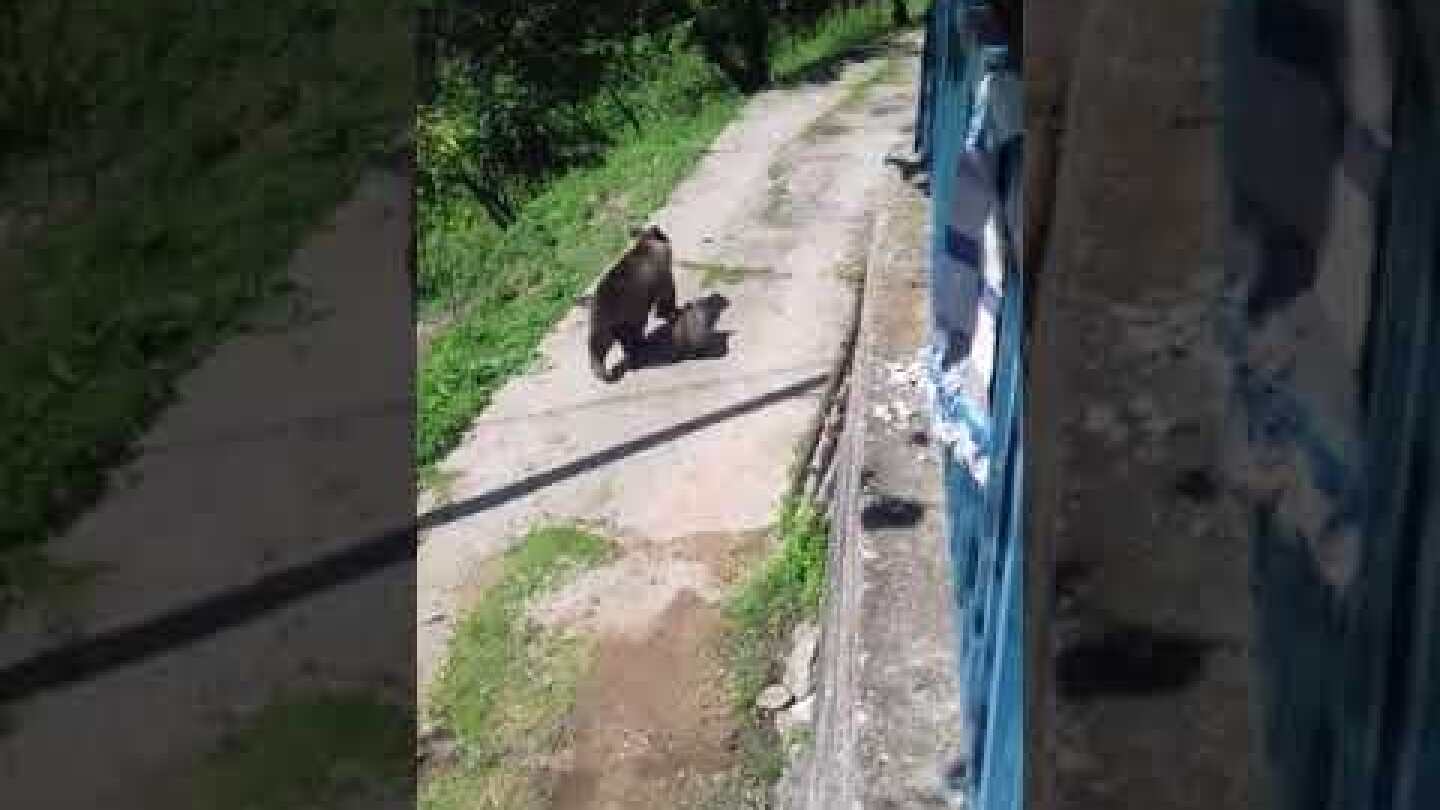 Αρκούδα με δυο αρκουδάκια σε σπίτι στην Δροσοπηγή Φλώρινας