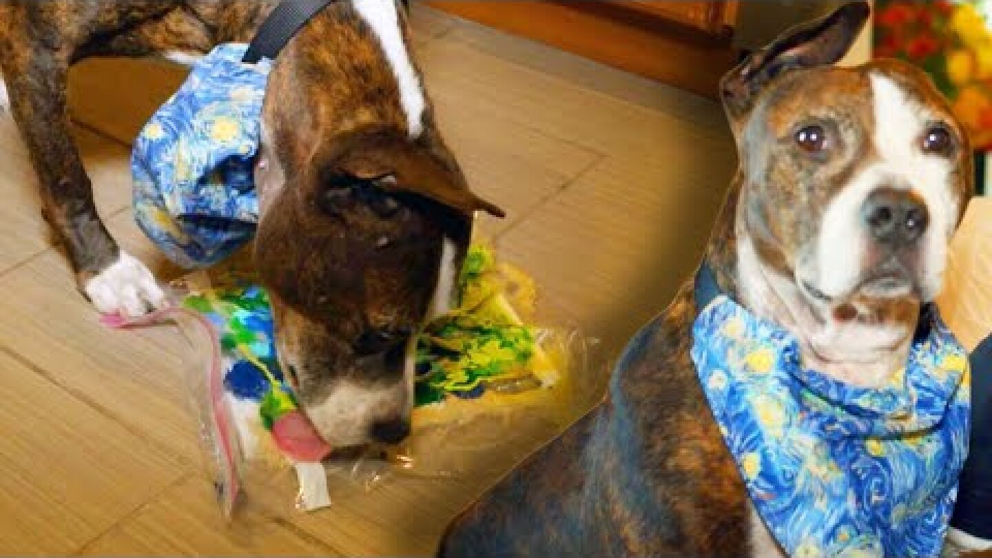 One-Eared Former Stray Dog Named Van Gogh Paints Beautifully