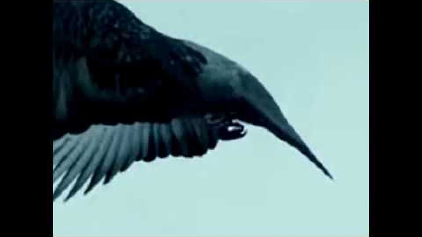 Barakounta - "Crime"