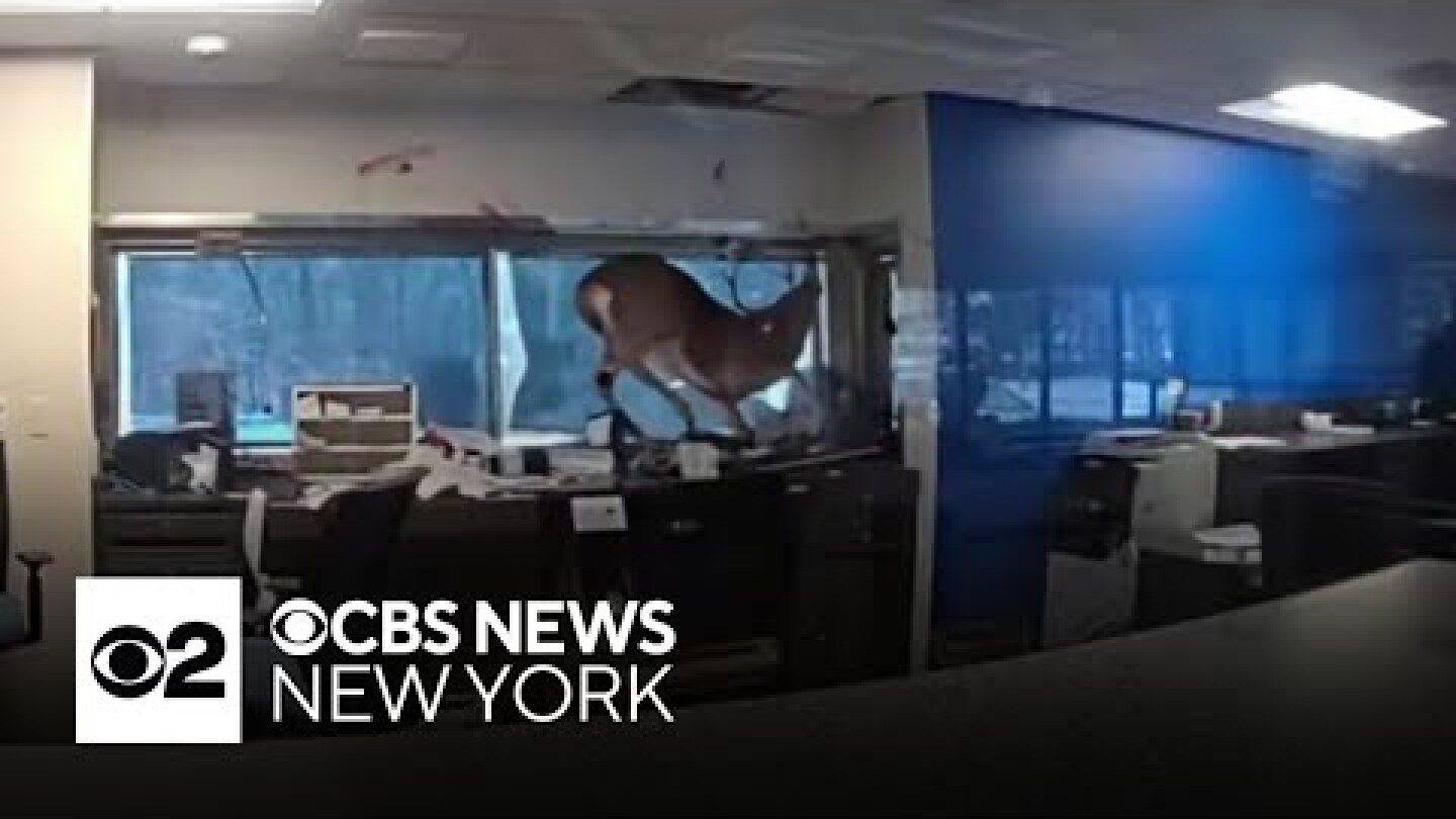 Deer crashes through window at Long Island bank