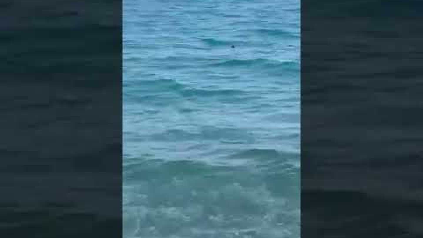 Καρχαριοειδές στην παραλία της Καλαμάτας