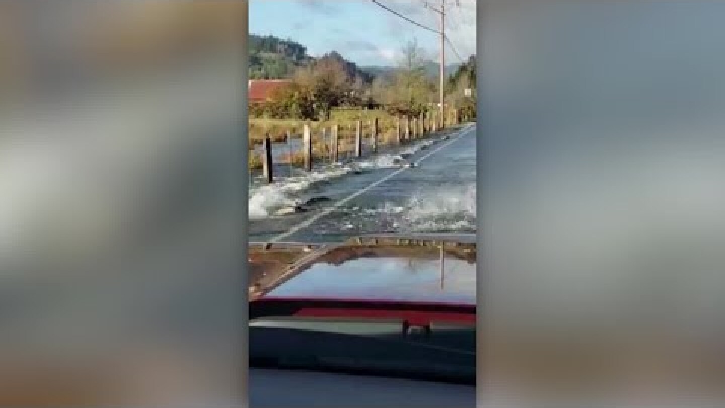 Salmon Swim Across Washington State Road