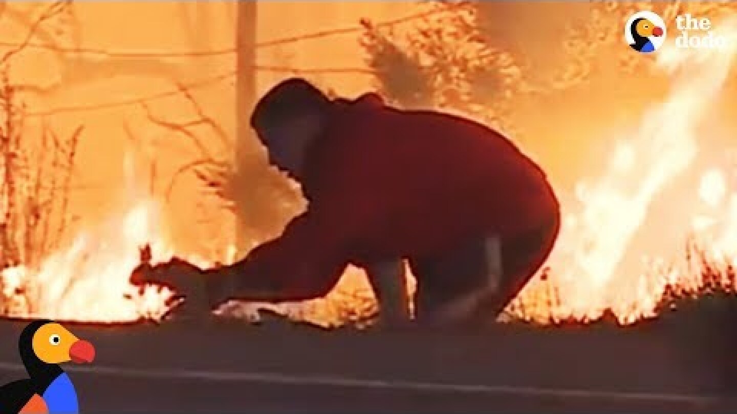 Man Saves Rabbit From Fire in California | The Dodo