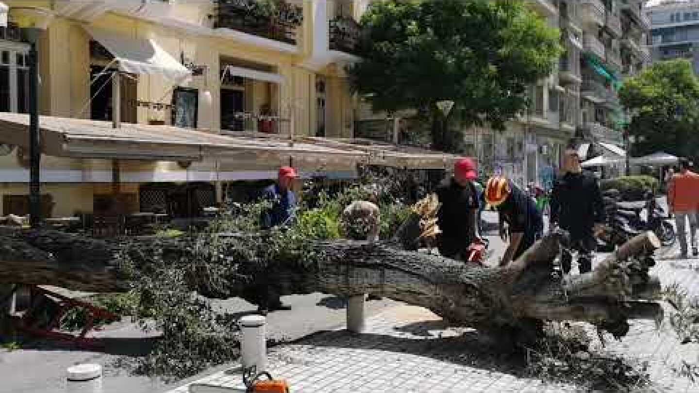 Πτώση δέντρου σε καφέ στην πλατεία Ναυαρινου