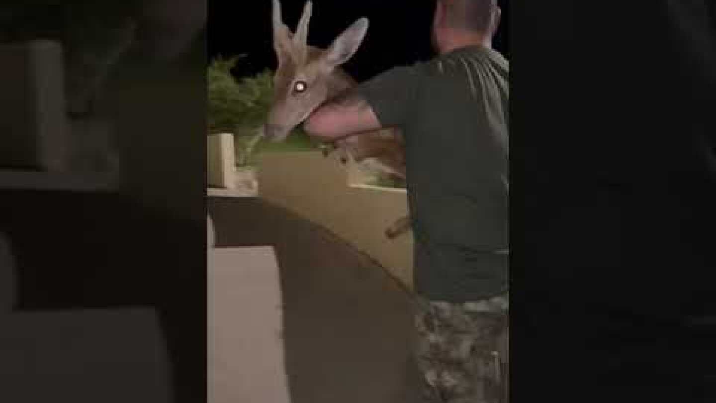 Η Ομάδα Διάσωσης ΑΝΙΜΑ διασώζει τραυματισμένο πλατώνι στα πυρόπληκτα της Ρόδου