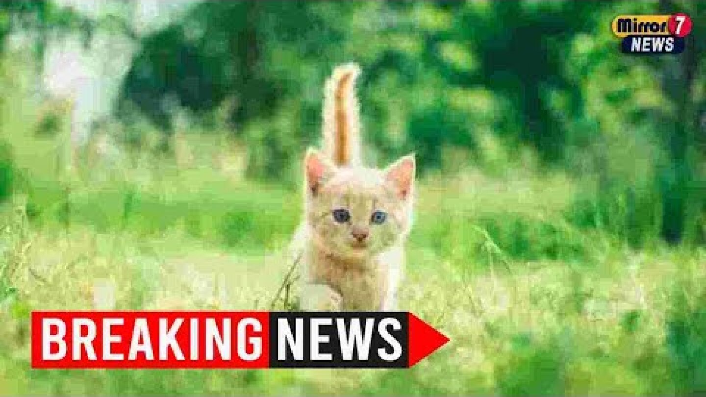 Vietnam police find 2,000 dead cats intended for traditional medicine