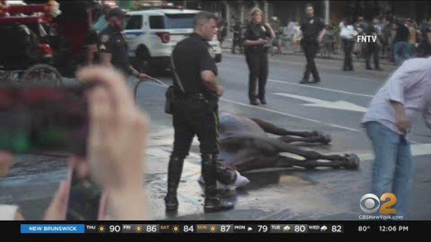 Carriage horse collapses in Manhattan.