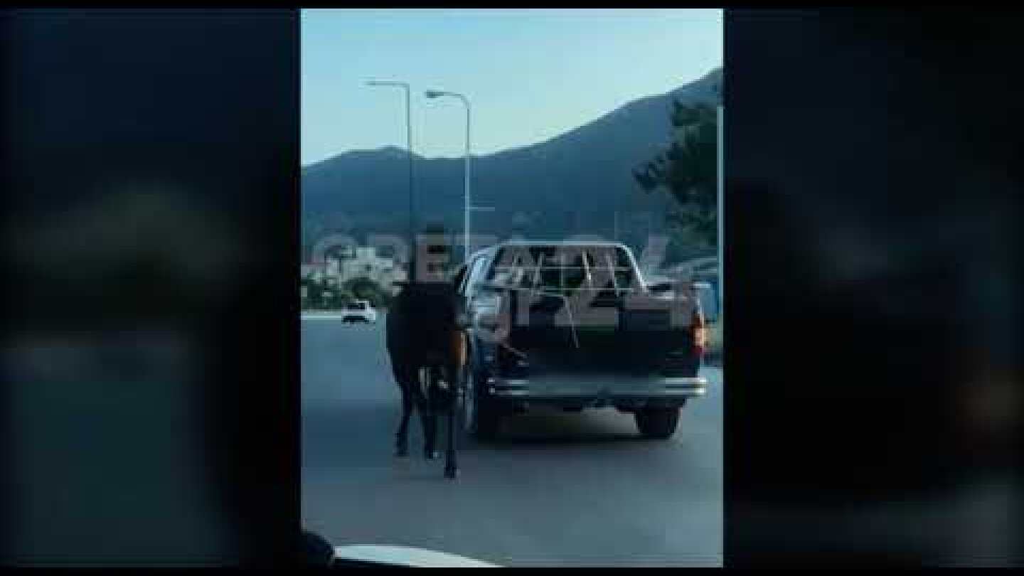 Ηράκλειο: Έσερνε άλογο με το αγροτικό