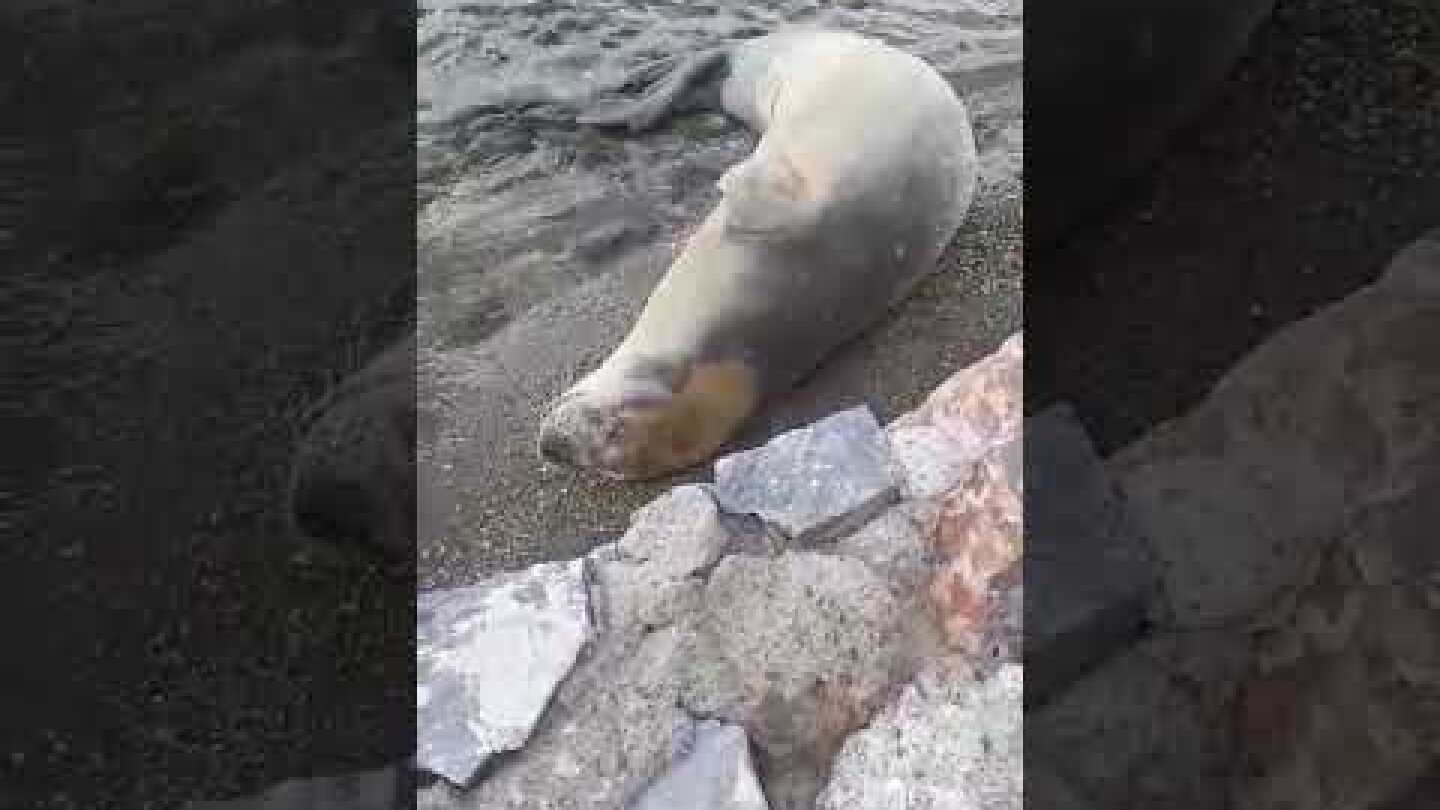 Φώκια Αλμυροπόταμος