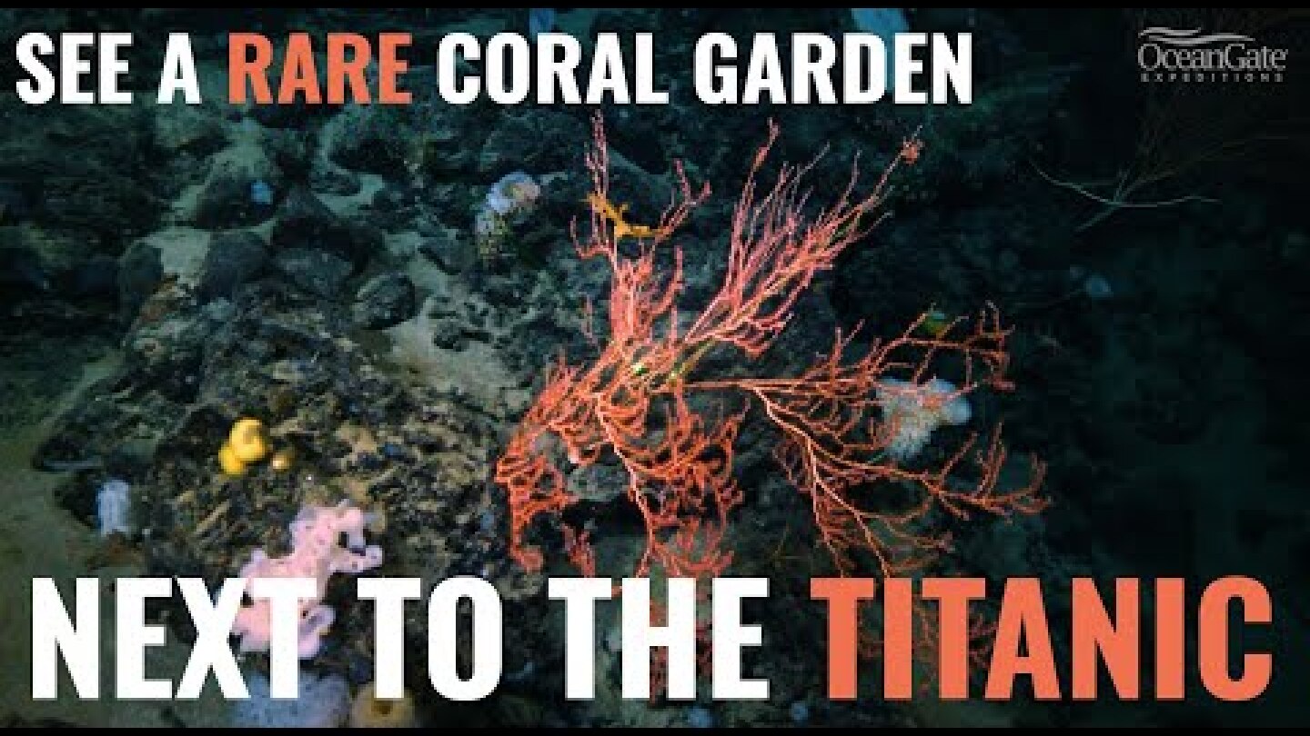 A 26-Year-Old Titanic Mystery Solved - Meet Titanic's Awe-Inspiring Neighbor in the Deep Sea