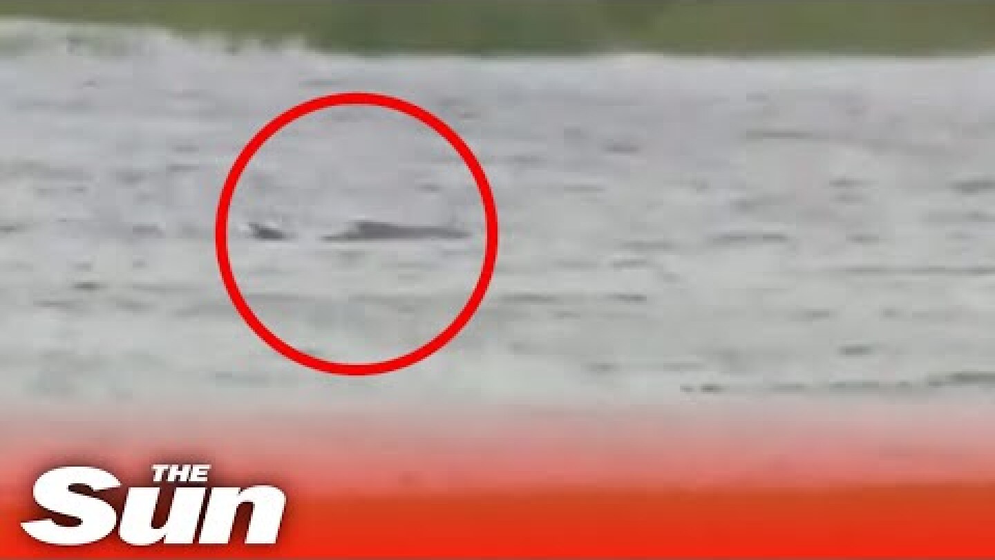 Shark spotted in Fort Myers floods during Hurricane Ian storms #shorts