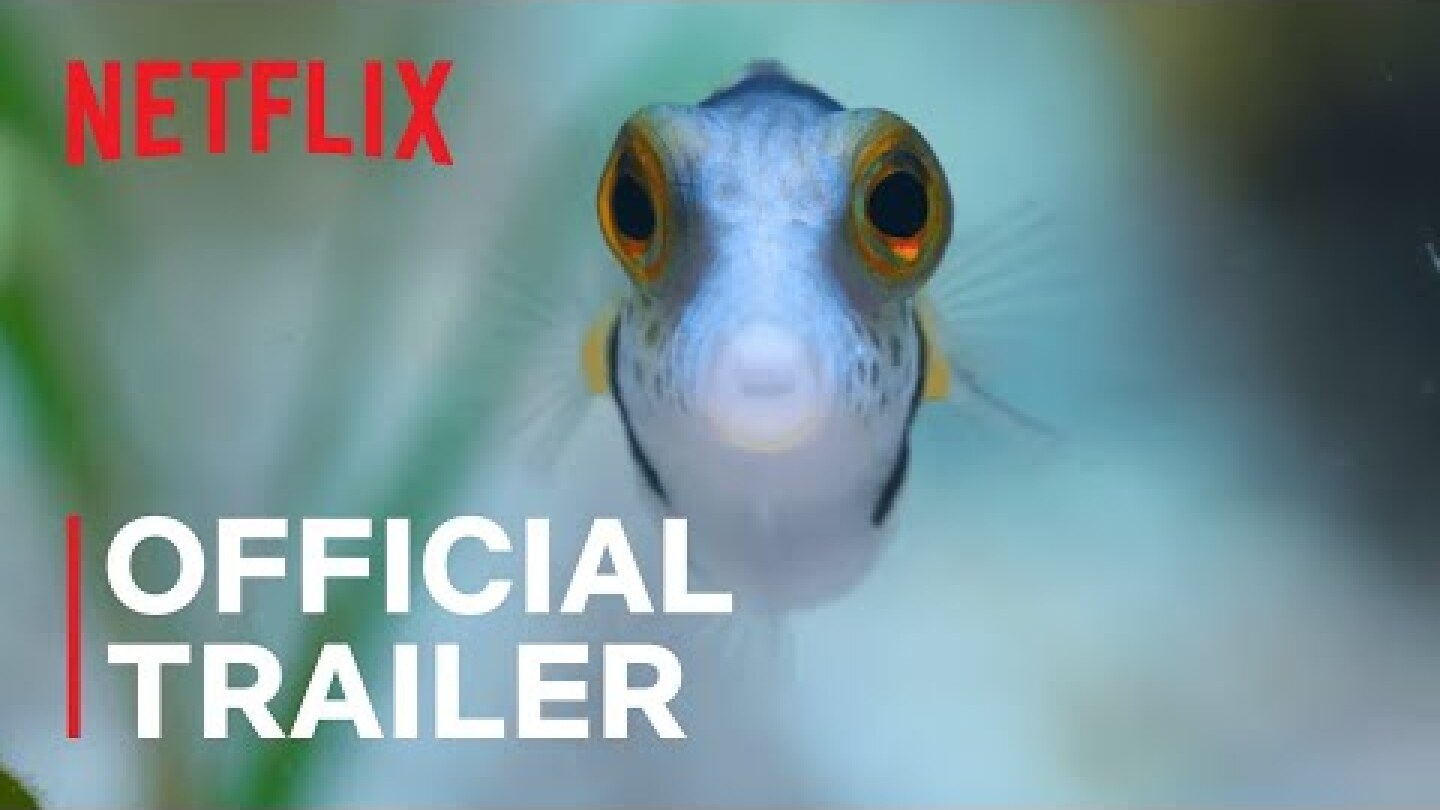 Puff: Wonders of the Reef | Official Trailer | Netflix