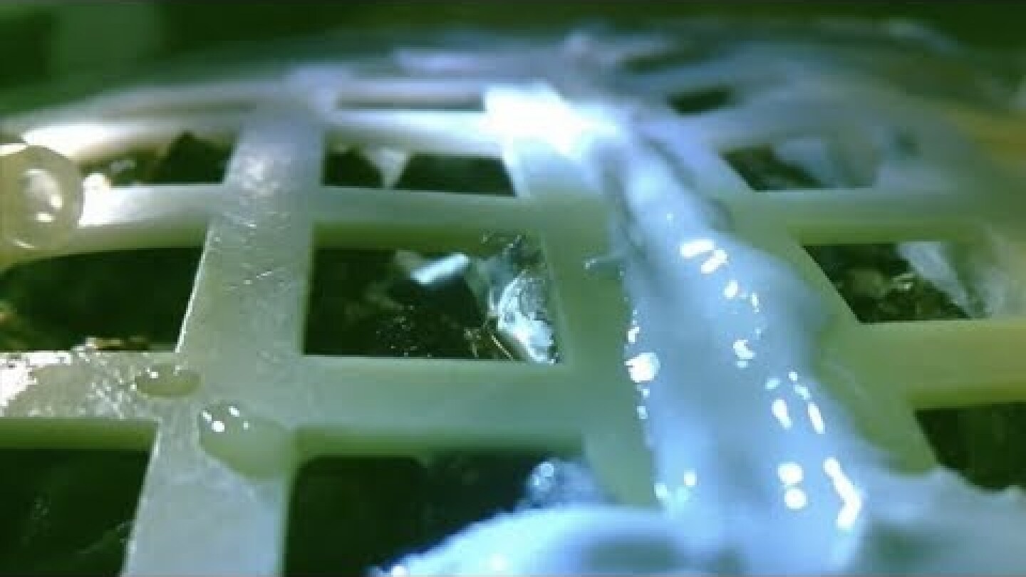 Chang’e-4 biological experiment - the first cotton sprout on the far side of the Moon