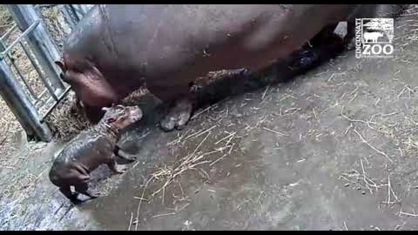 Hippo Fiona has a New Brother or Sister Cincinnati Zoo