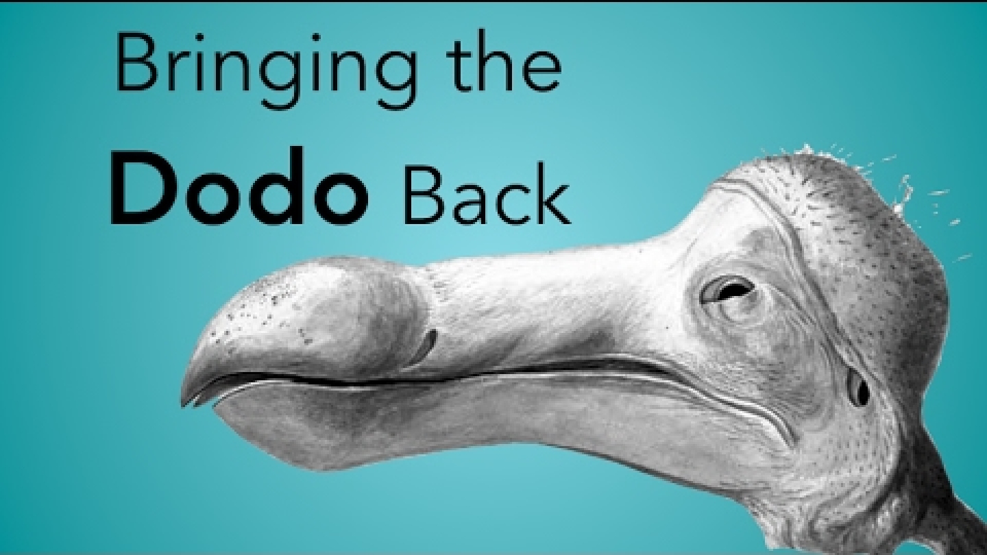 Scientists Could Bring The Dodo Back From Extinction