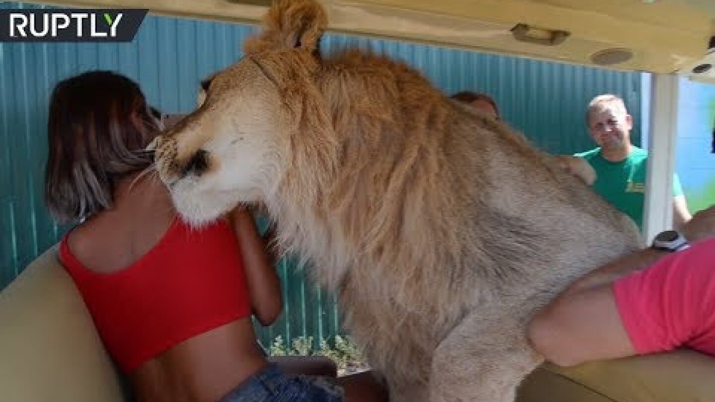 Lion jumps into open vehicle full of tourists on safari tour in Crimea's Taigan park
