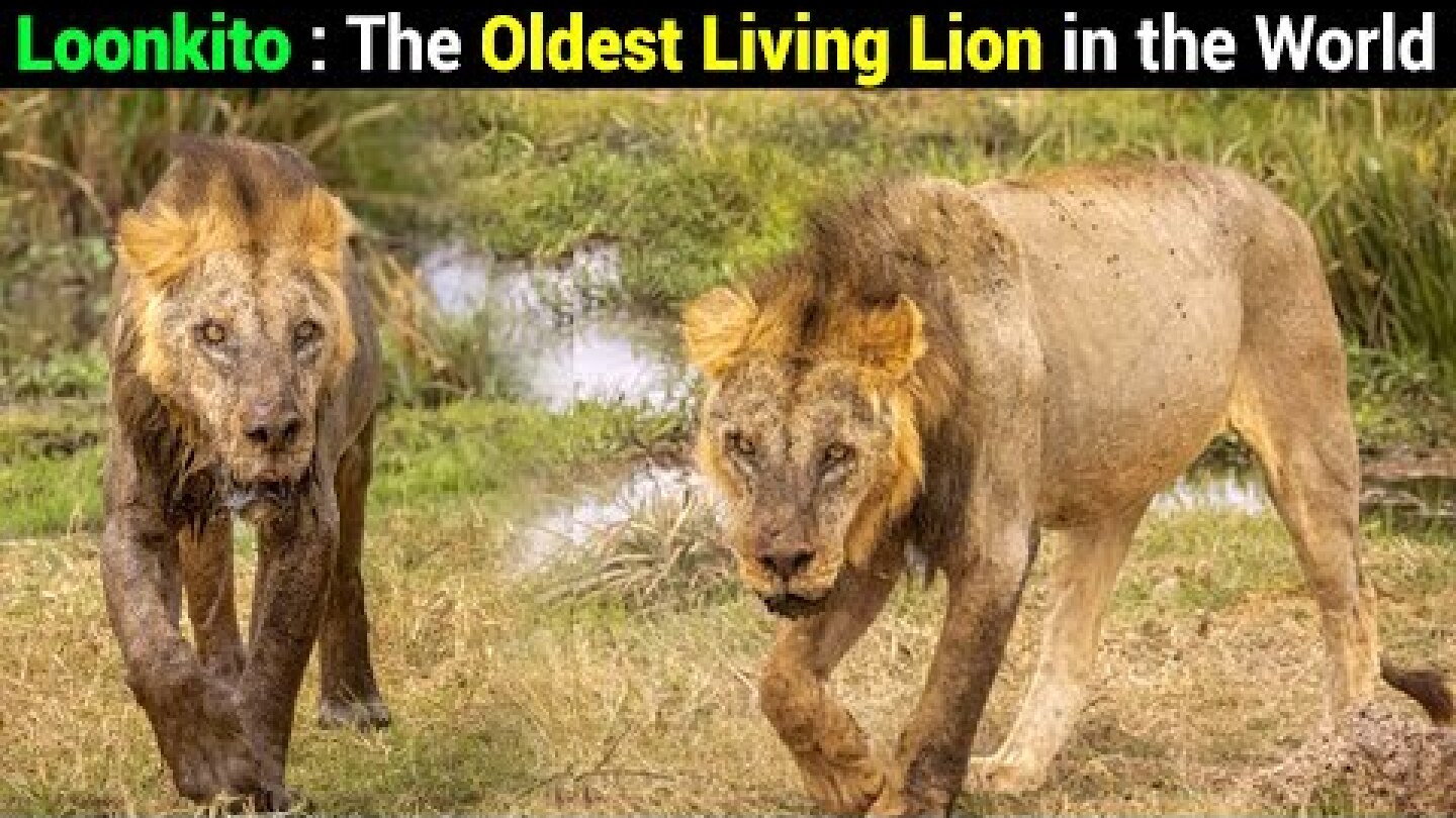 Meet 19yrs Old Lion Loonkito | The Oldest Living Wild Lion in the World