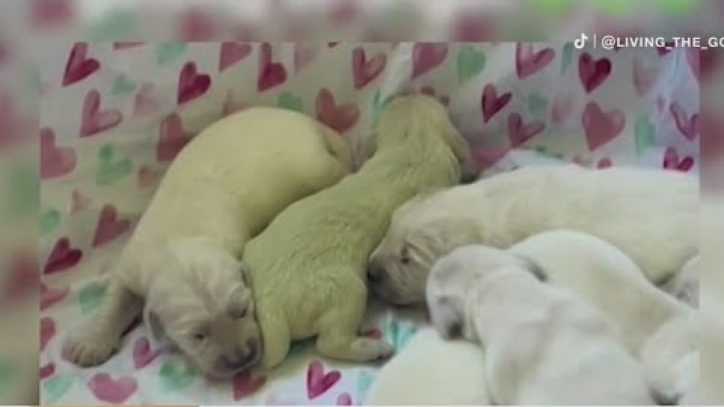 Florida Puppy Golden Retriever born temporarily key lime green color