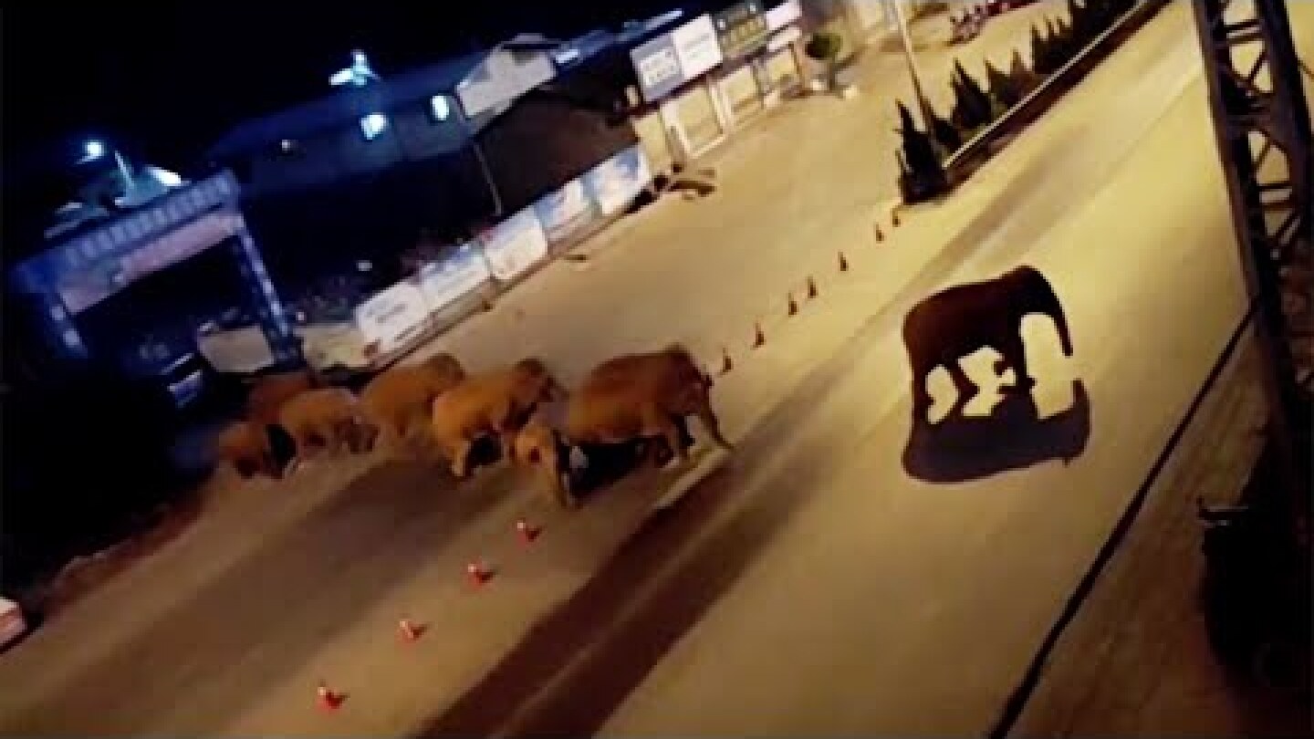 China scrambles to stop escaped herd of elephants from descending on city