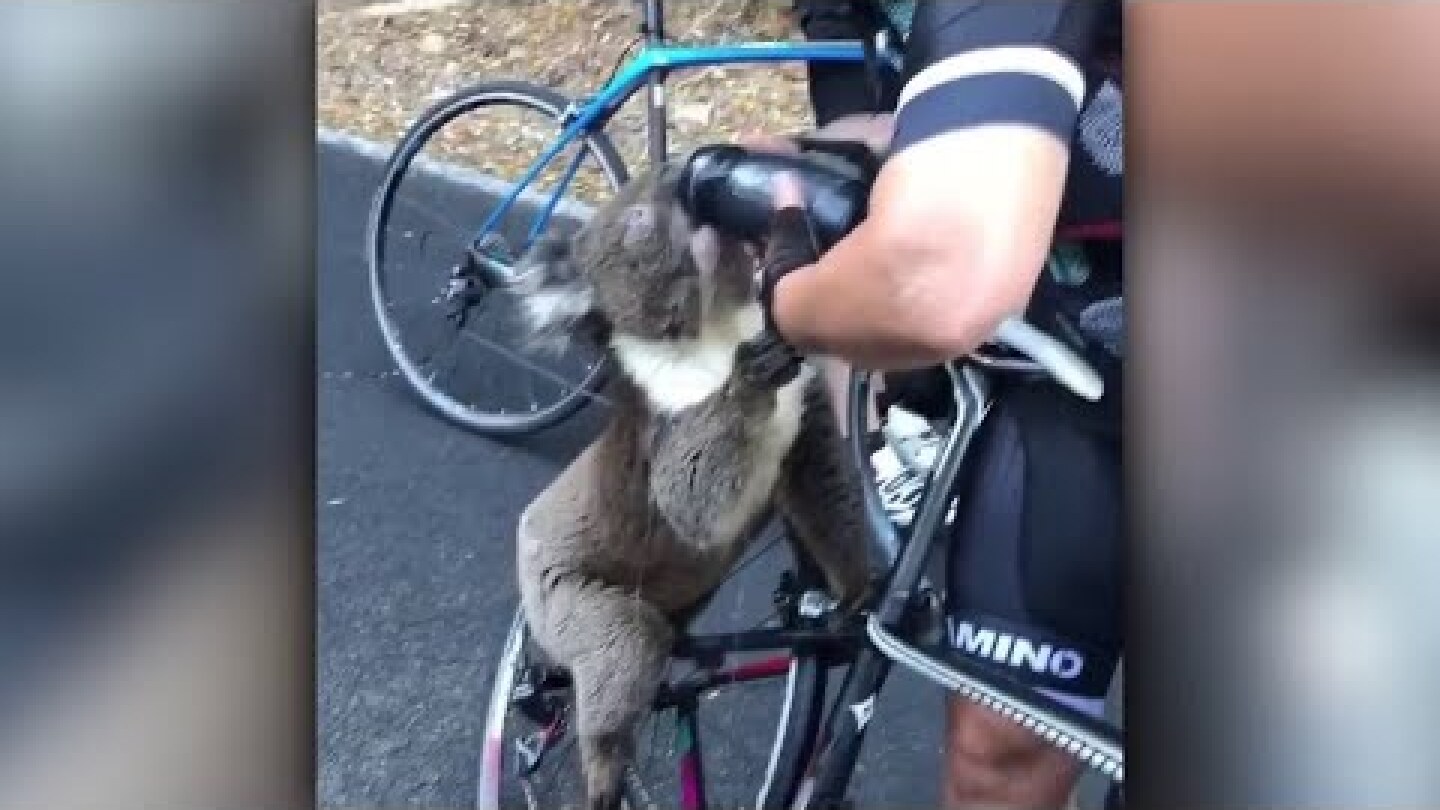 Cyclist gives koala water as wildfires continue through Australia