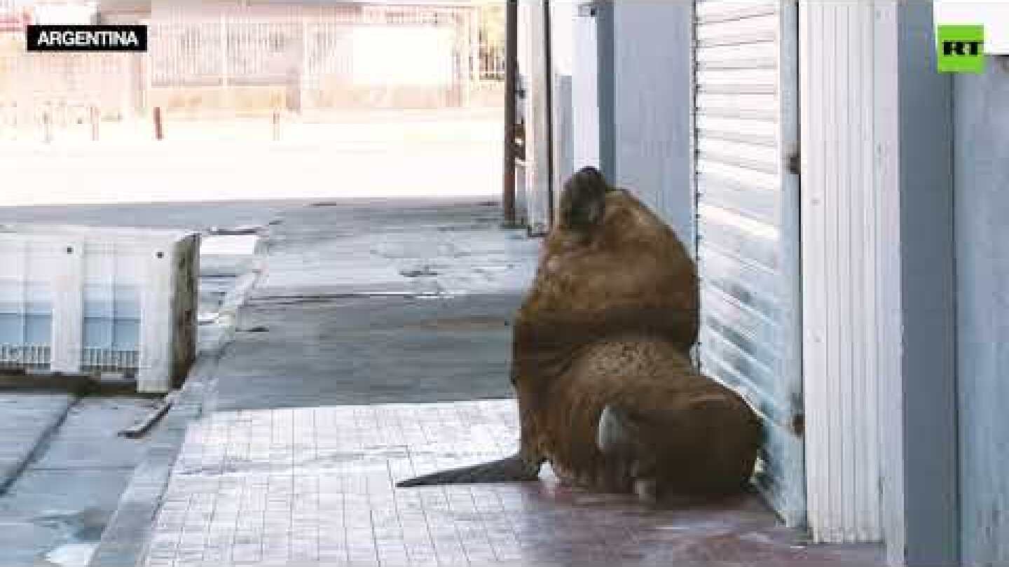 When humans are away, sea lions will play!
