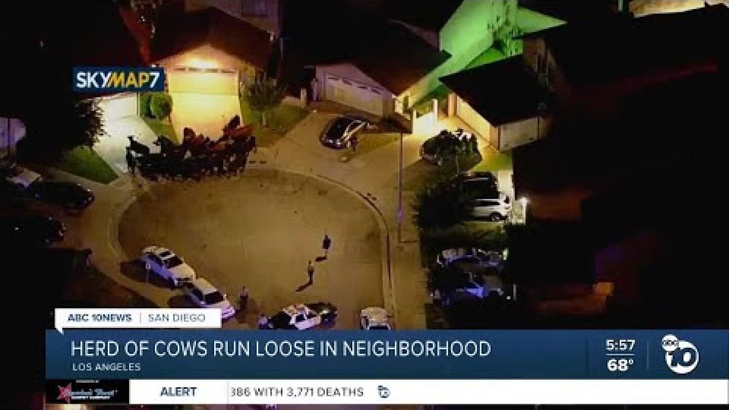 Cows run loose in Los Angeles-area neighborhood