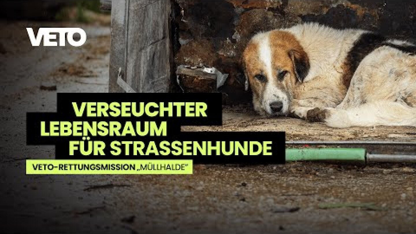 Ihr Lebensraum ist verseucht! | VETO-Rettungsmission „Müllhalde“