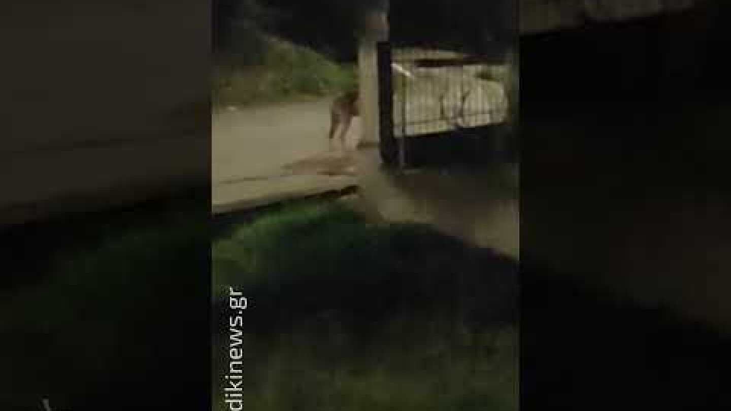 HALKIDIKINEWS - Λύκος κόβει βόλτες στη Μεγάλη Παναγία Χαλκιδικής 30.10.25