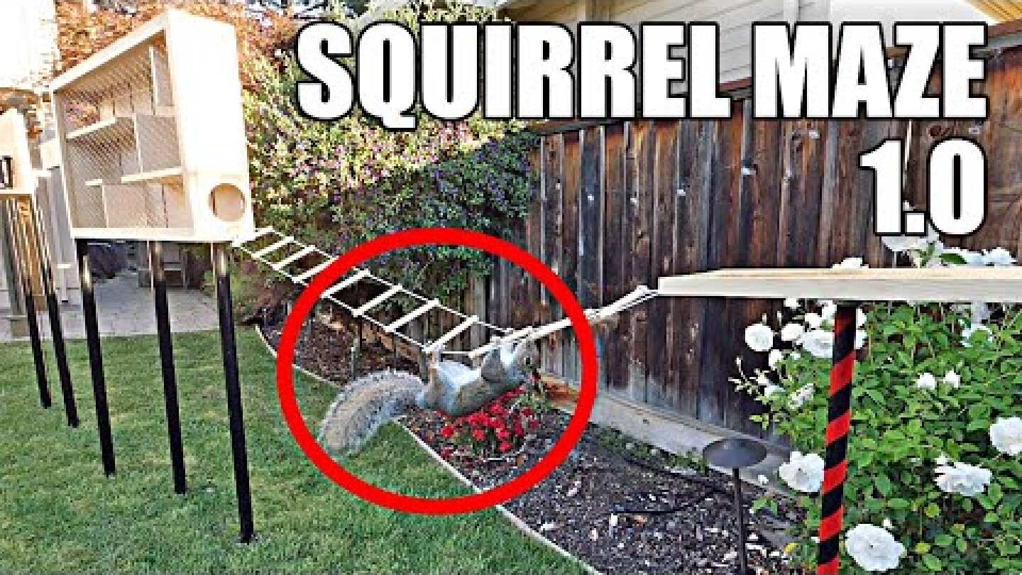 Backyard Squirrel Maze 1.0- Ninja Warrior Course