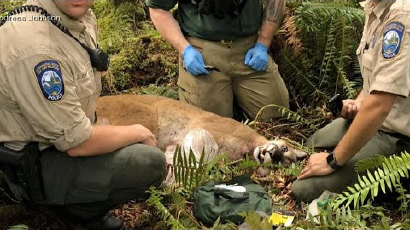 Bike ride turns deadly after cougar attack in Washington state