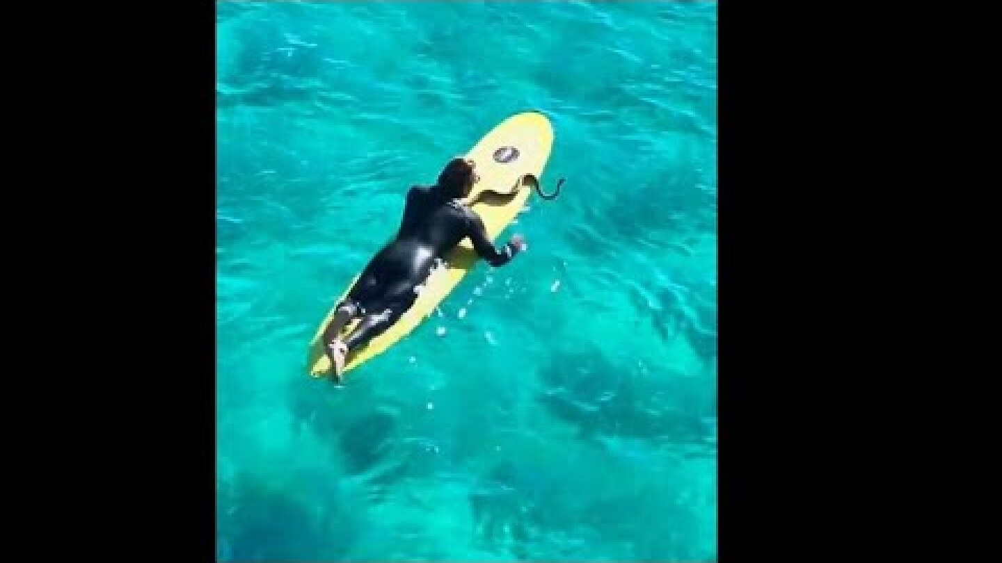 Incredible moment Gold coast man takes his pet python surfing