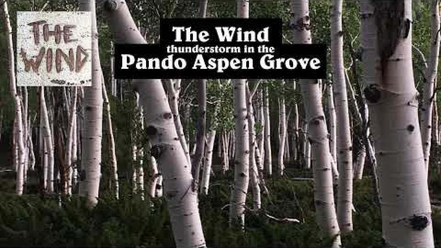 Pando Aspen Grove -  Audio of Huge Thunderstorm + Rain / Binaural / Nature Sounds
