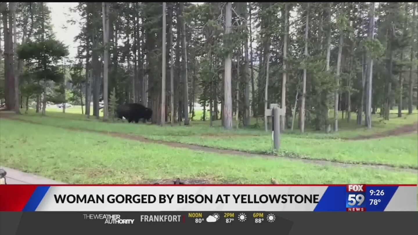 Woman gored by bison at Yellowstone National Park