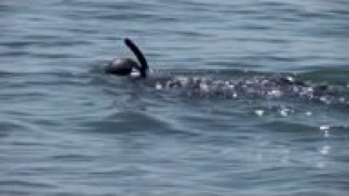 As Italy lockdown eases, people return to beaches