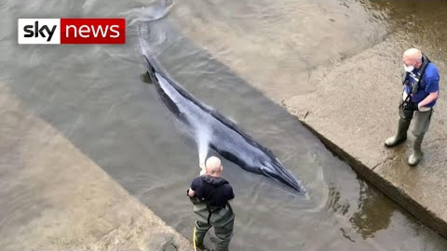 Rescuers free stranded whale in River Thames