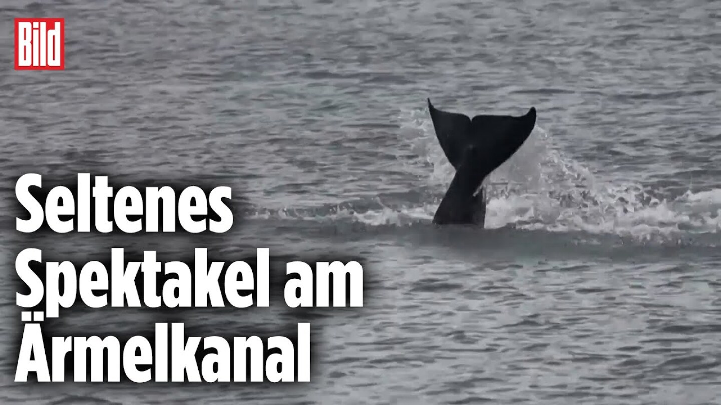 Franzosen staunen über Orca-Wal | Frankreich