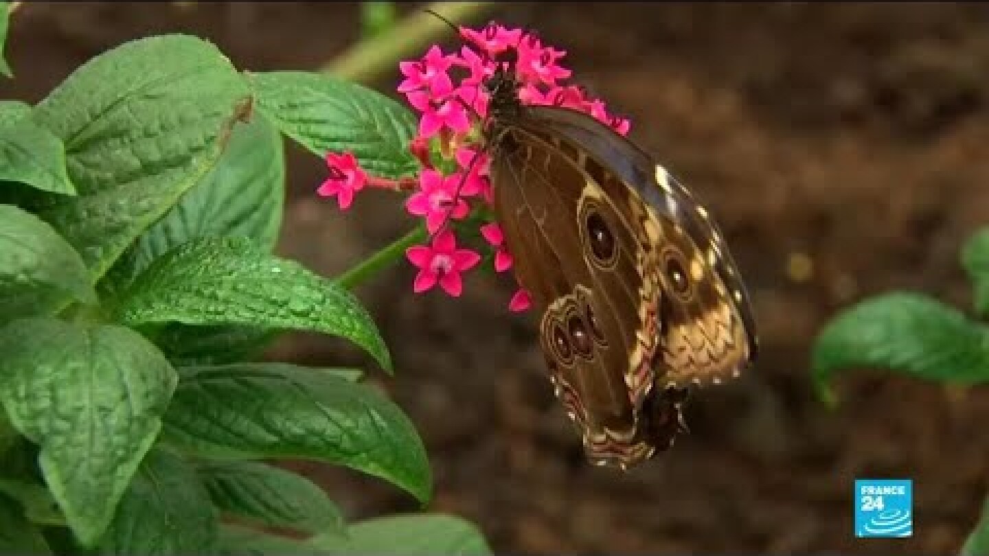 Major UN biodiversity report warns 1 million species on brink of extinction