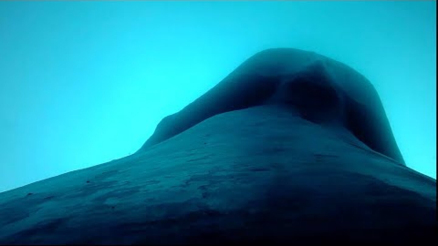 Stanford researchers report first recording of blue whale heart rate