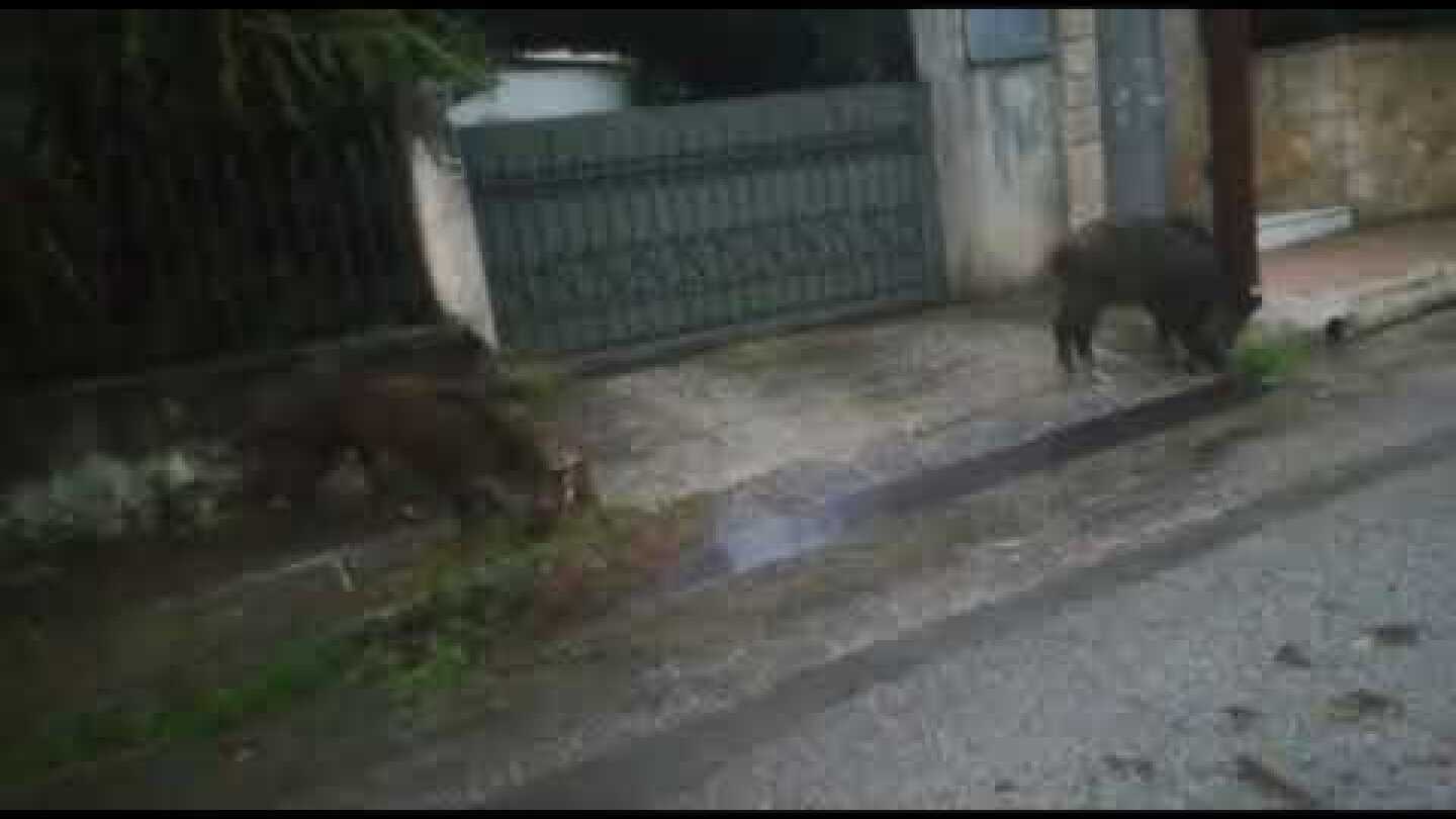 Αγριογούρουνα κόβουν… βόλτες έξω από τα σπίτια!