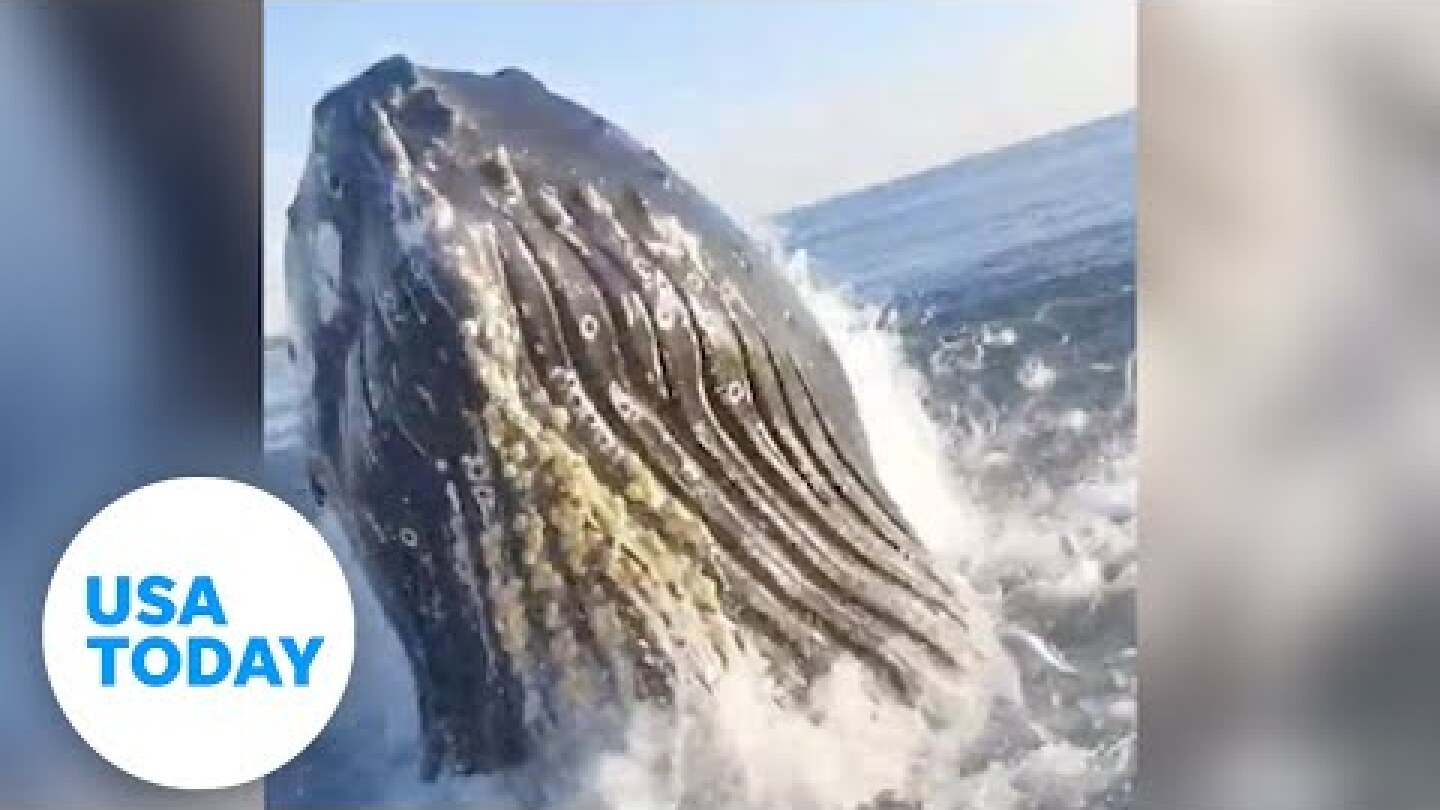 WATCH: Giant whale surprises father, son fishers off New Jersey coast | USA TODAY