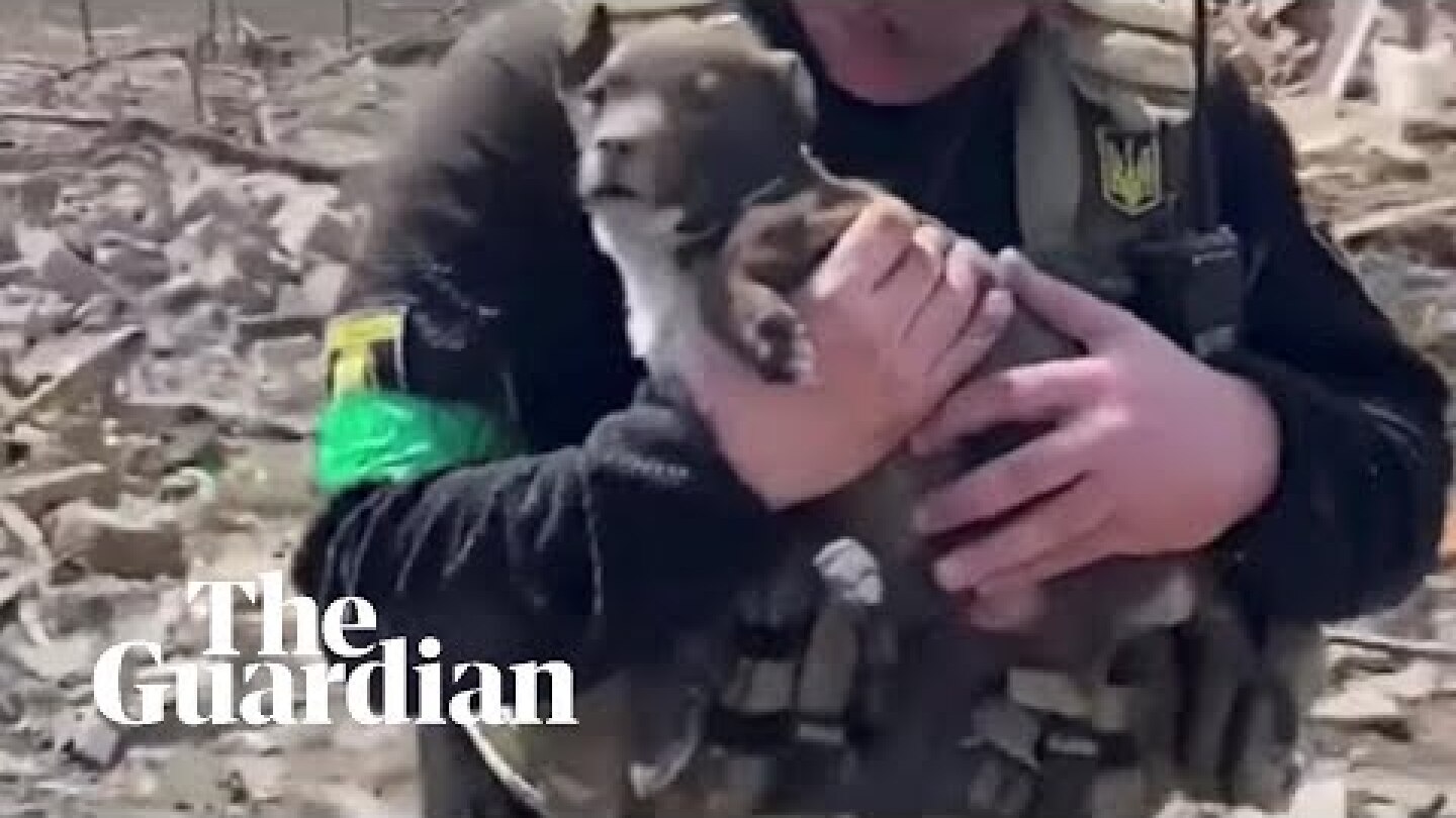 Puppy pulled alive from blast rubble in eastern Ukraine