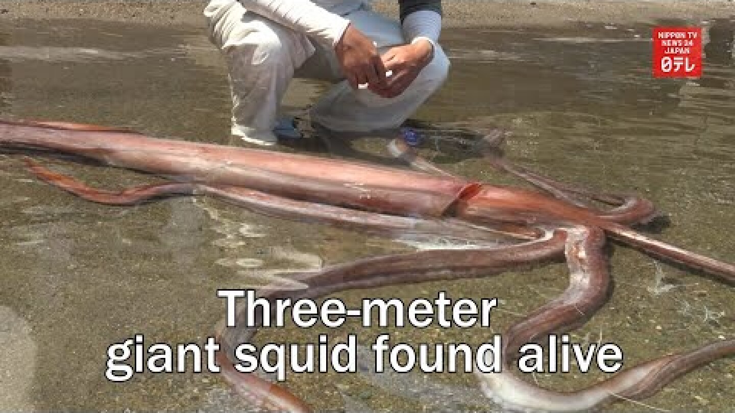 Three meter giant squid found alive