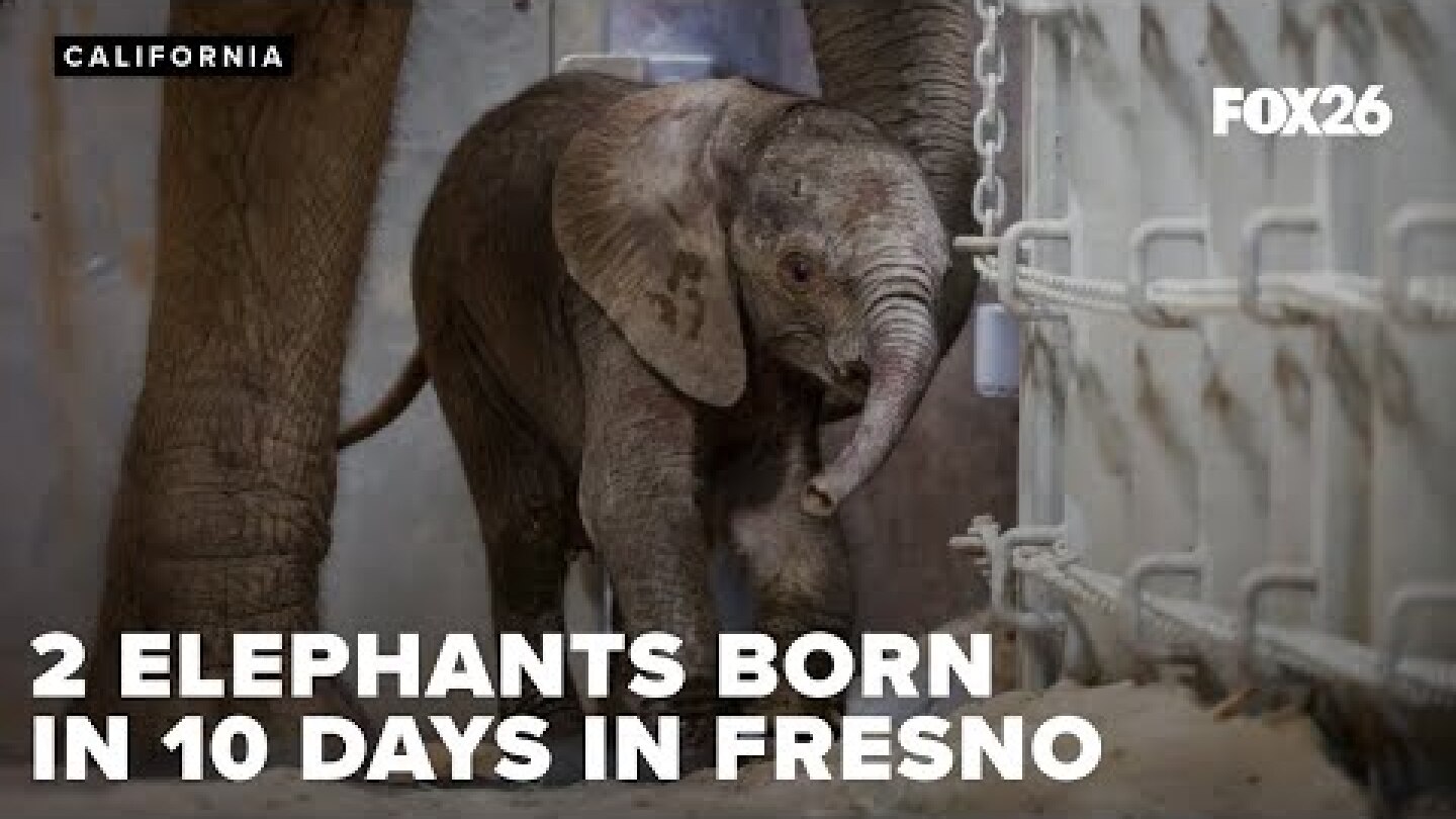 Fresno Chaffee Zoo baby elephant boom: Two calves in 10 days!