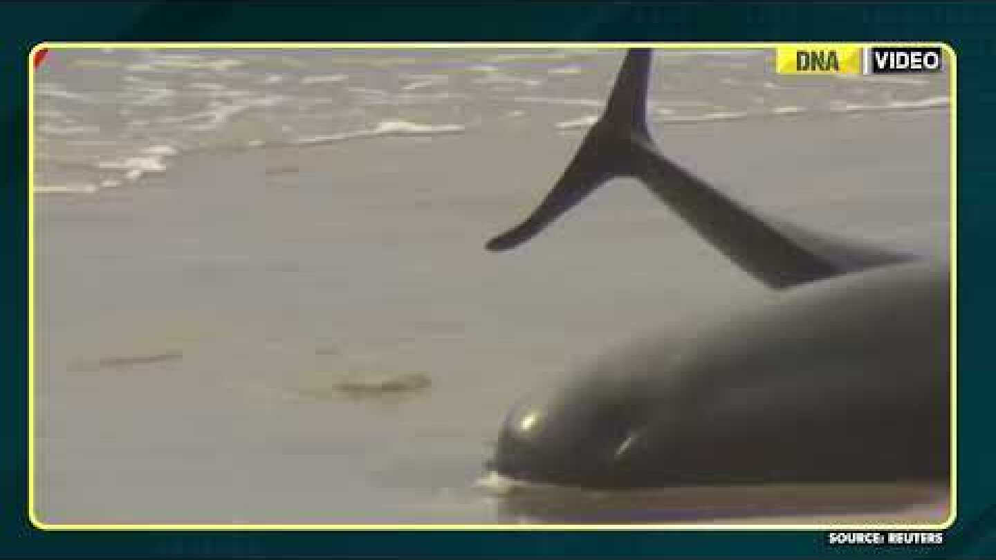 Watch: Hundreds of whales stranded on Australian shore