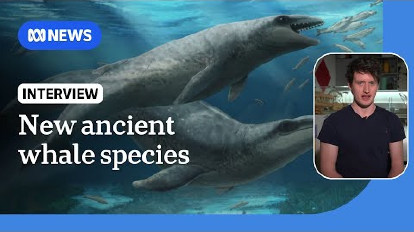 Ancient whale species discovered from 25 million-year-old fossil | ABC NEWS