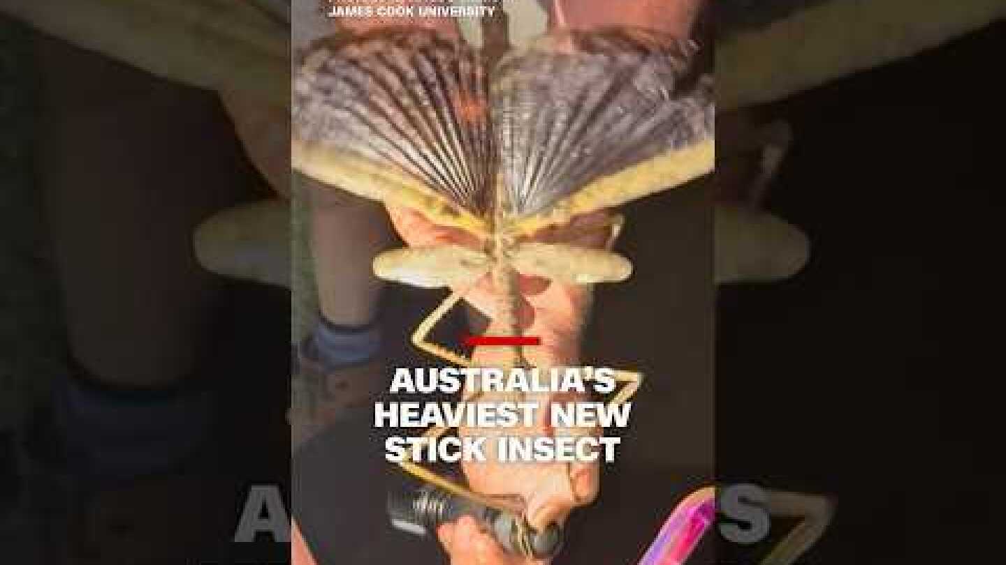 Record-breaking stick insect found in #Australia